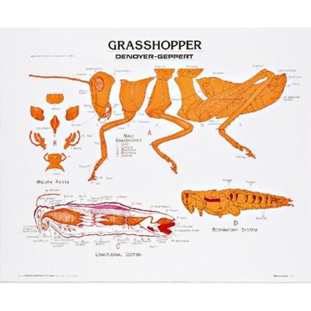 Denoyer-Geppert Charts/Posters, GrasshopperChart  Mounted 1886-10